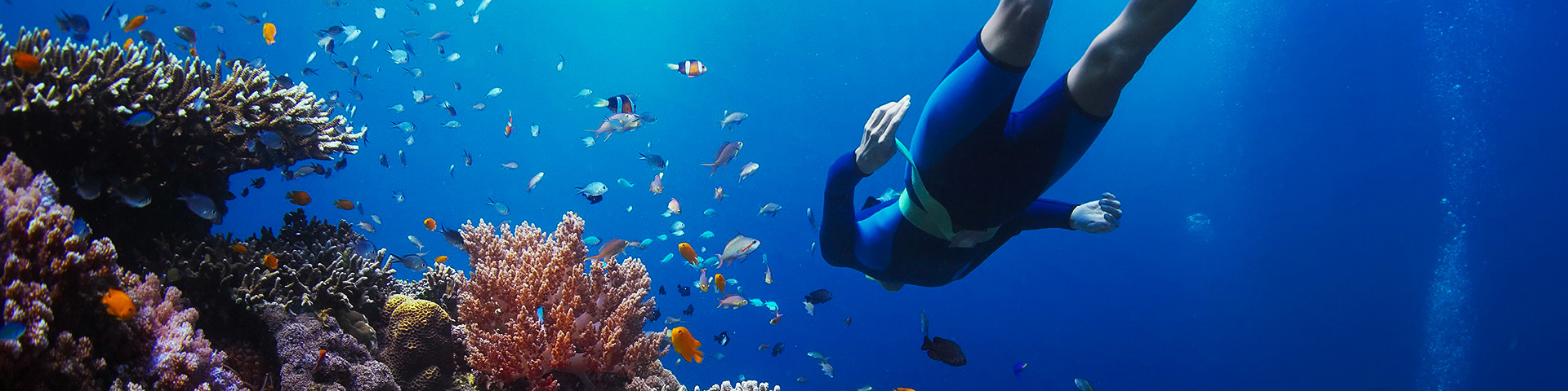 Diving in blue waters of Galapagos Islands while on guided adventure tour in Galapagos Islands