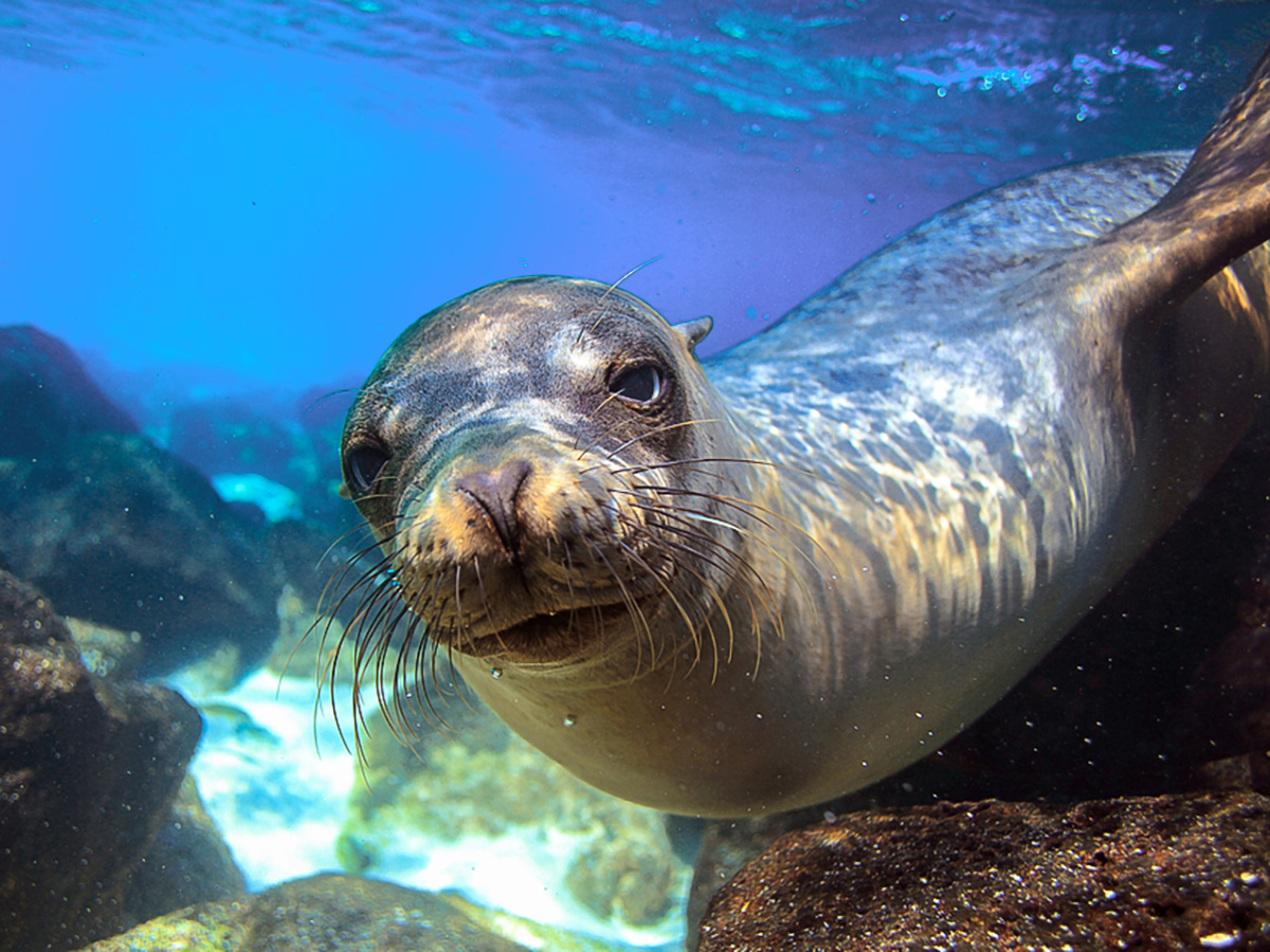 Seal in the Pacific Ocean on guided Galapagos Adventure Tour in Galapagos Islands