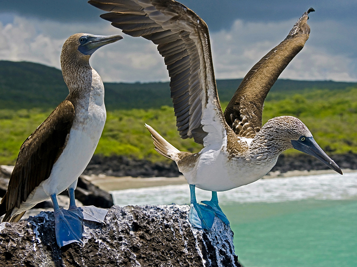 Marine birds on guided Galapagos Adventure Tour in Galapagos Islands