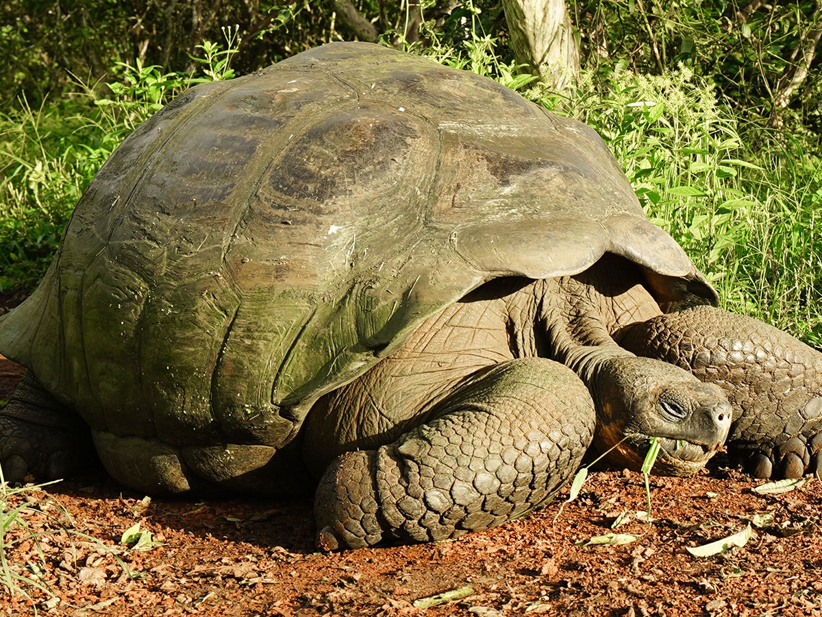 Galapagos Tortoise on guided Galapagos Adventure Tour in Galapagos Islands