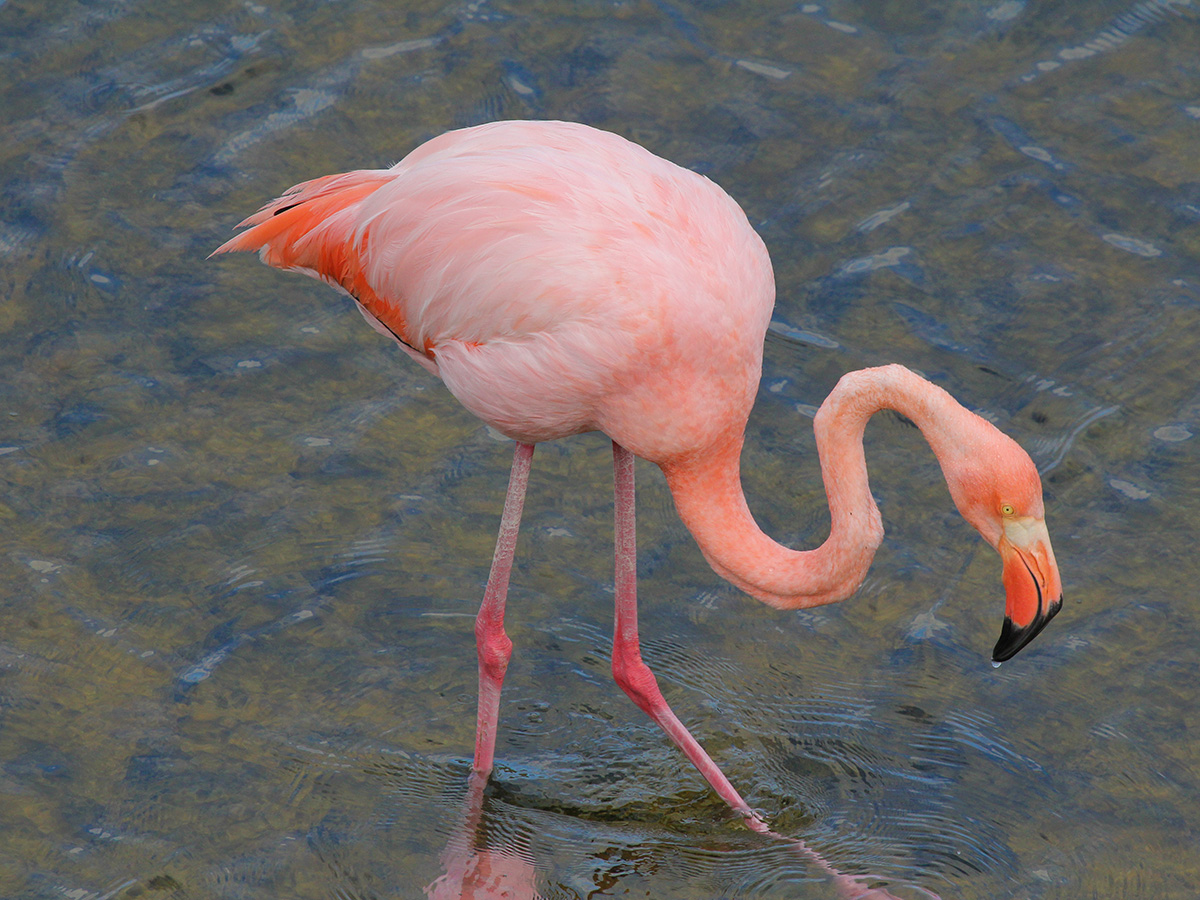 Flamingo on guided Galapagos Adventure Tour in Galapagos Islands