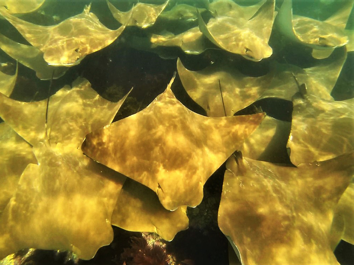 Group of golden stingrays on guided Galapagos Adventure Tour in Galapagos Islands