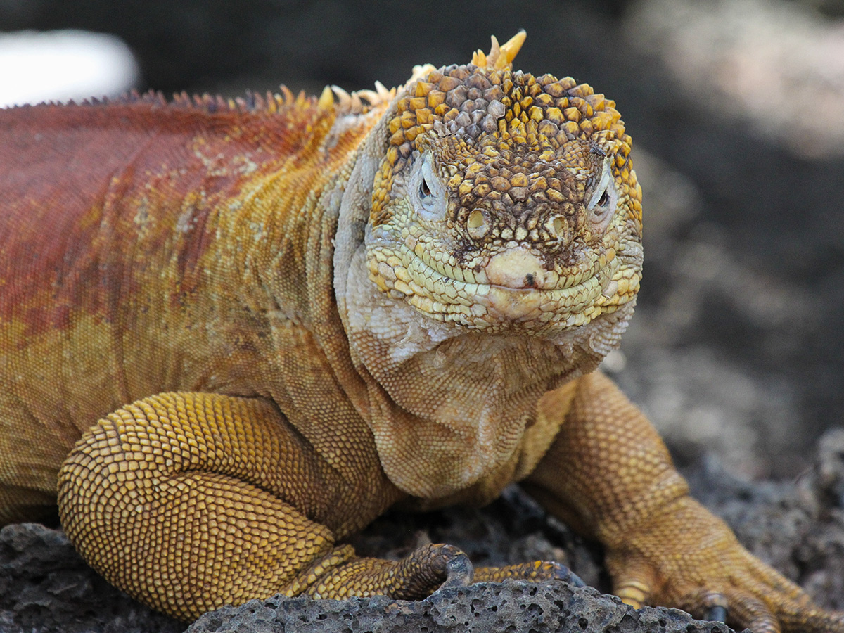 Iguana on guided Galapagos Adventure Tour in Galapagos Islands