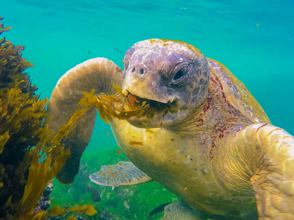 Giant Tortoise on guided Galapagos Adventure Tour in Galapagos Islands