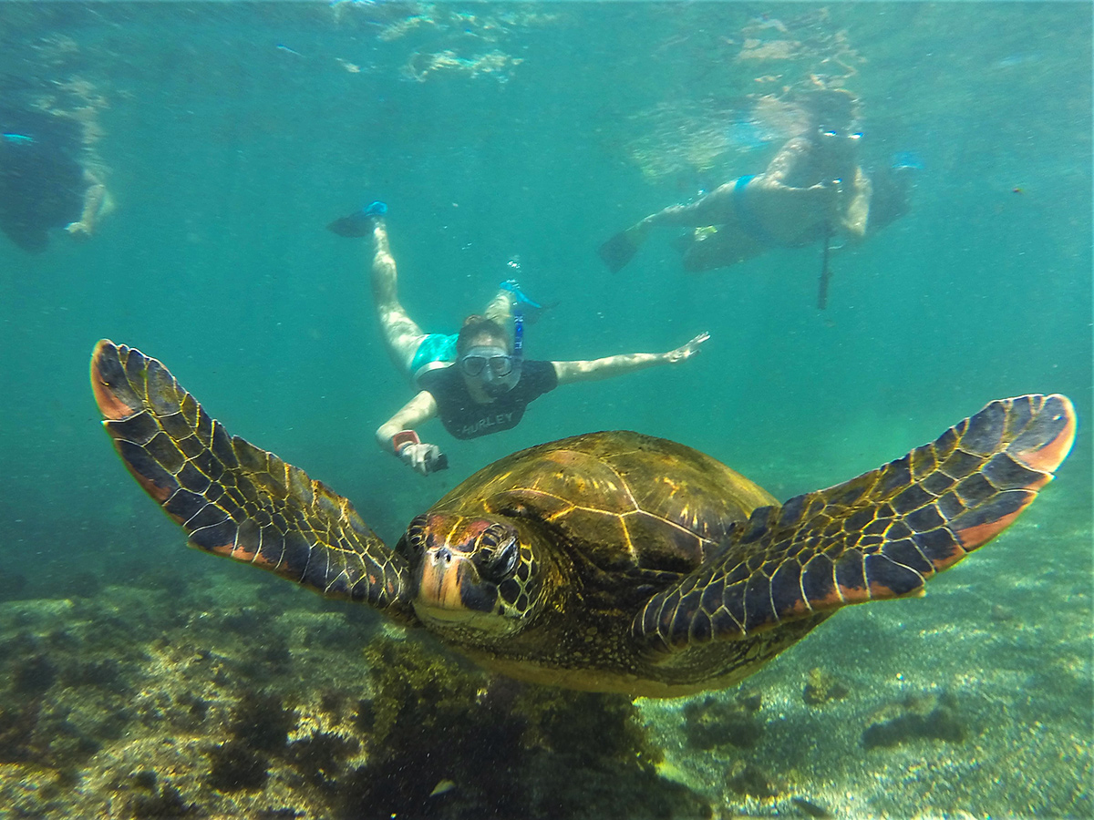 Snorkeling around a giant tortoise on guided Galapagos Adventure Tour in Galapagos Islands