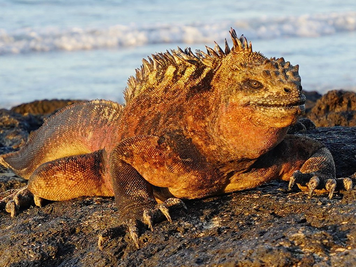 Huge iguana on Isabela Island on guided Galapagos Adventure Tour