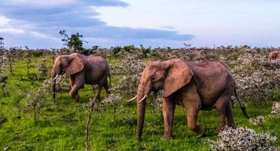 Panoramic view from Best of Kenya and Tanzania Safari Tour