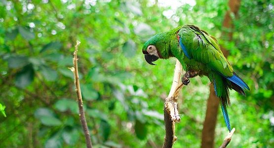Parrot at Ecuadorian Amazon Rainforest
