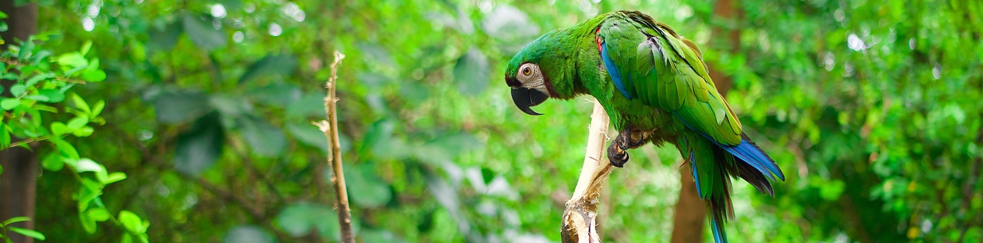 Parrot in Ecuadorian Amazon Rainforest