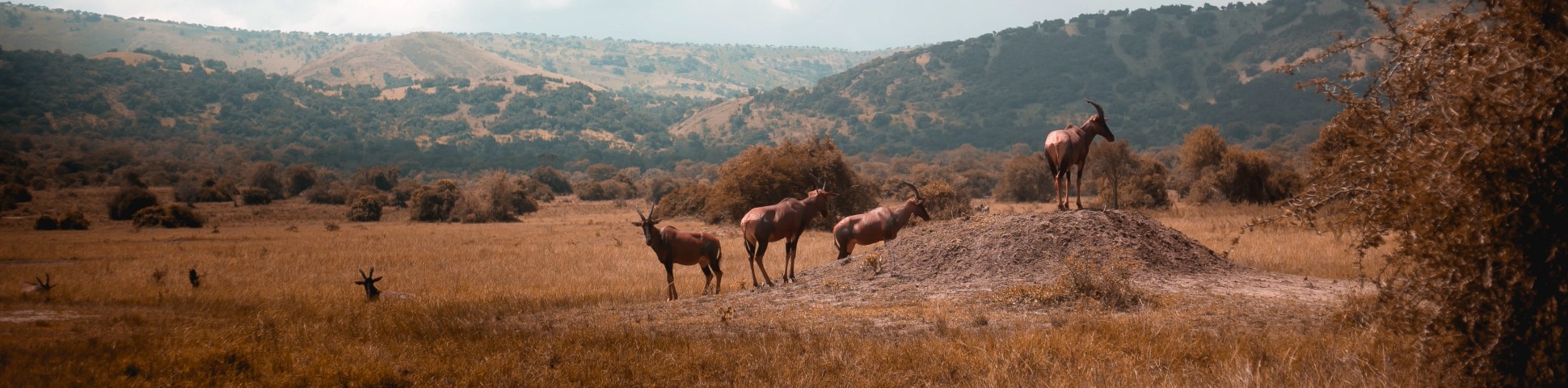 Akagera National Park