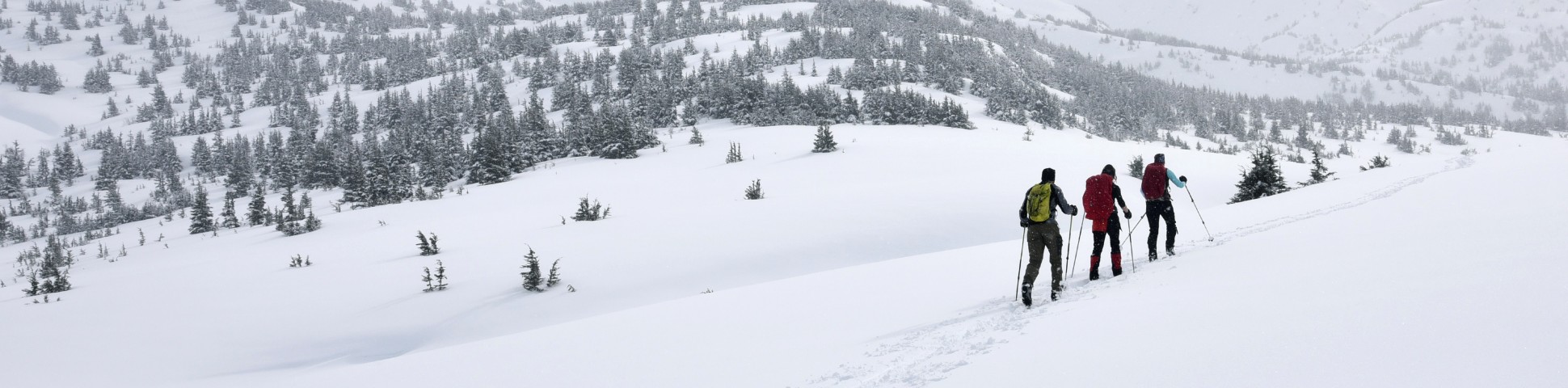 Three skiers skiing in snowed in backcountry