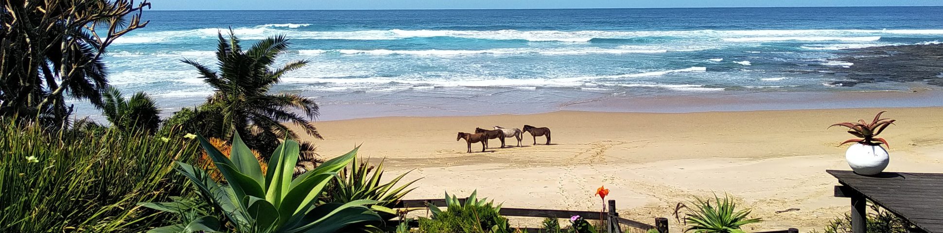 Horses at the beach of Eastern Cape (South Africa)