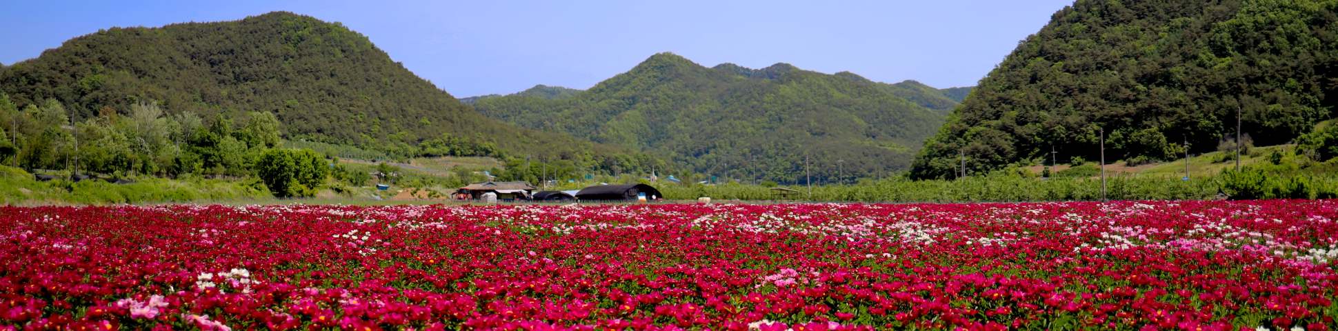 Flowers in Gyeongsangbuk-do (South Korea)