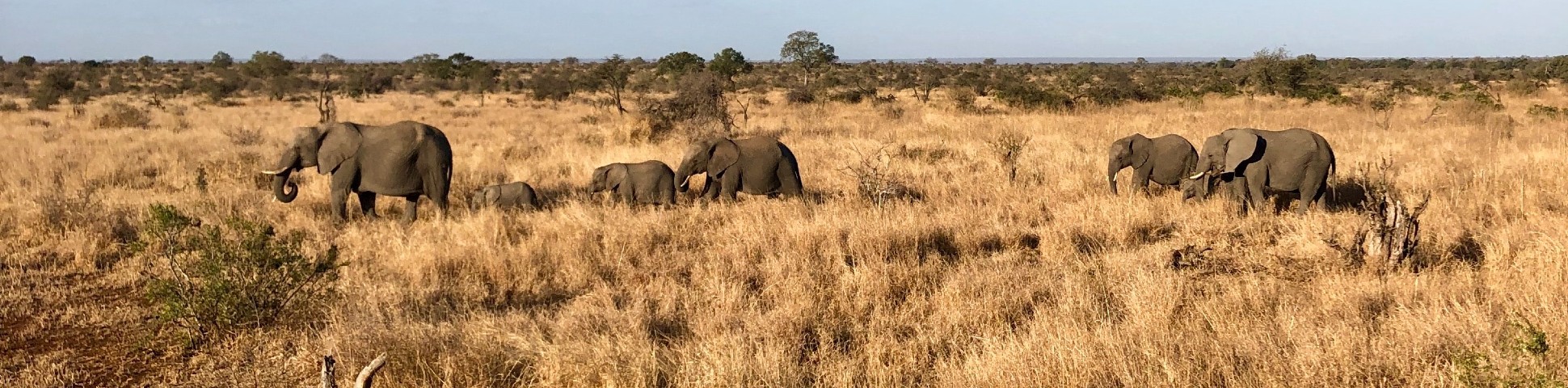 Panoramic view of elephants in Kruger National Park (South Africa)