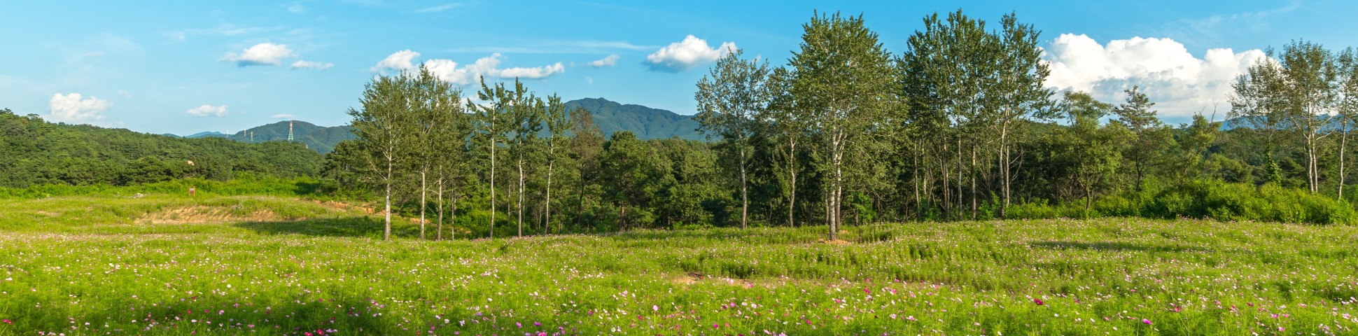Lush green fields in Gangwon-do (South Korea)