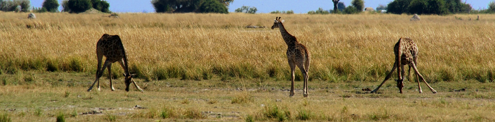 Three funny giraffes in Okavango-Chobe (Botswana)