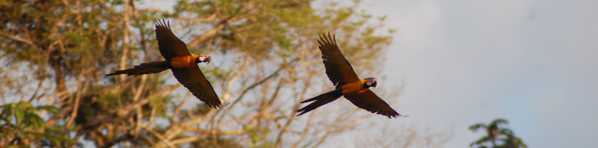 Pascua Tambopata 2011 macaws