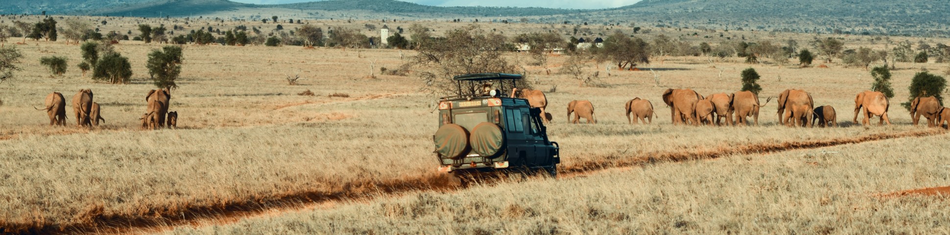 Herd of elephants spotted on safari in Africa