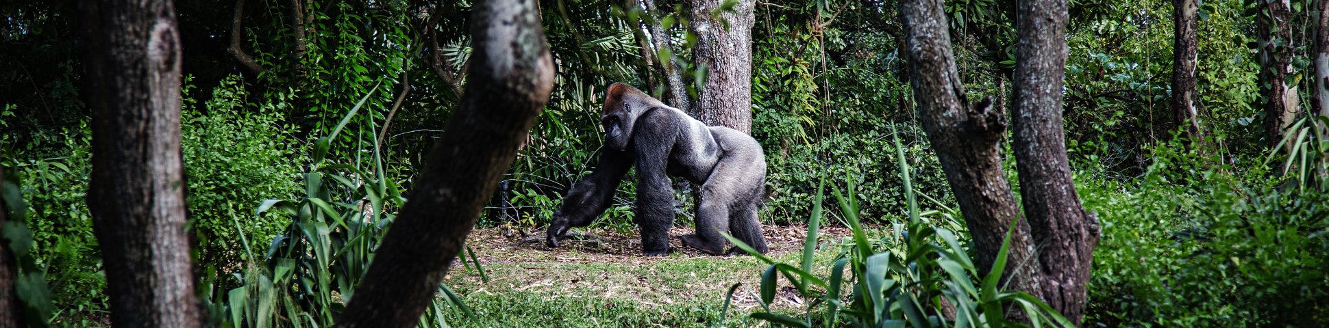 Volcanoes National Park Rwanda