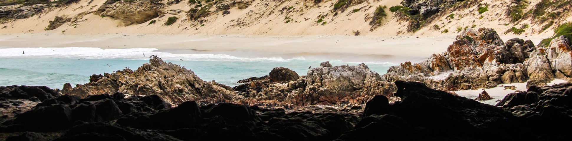 Birds at Western Cape in South Africa