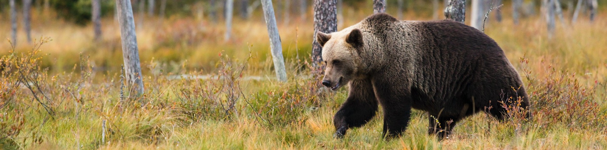 Bear spotted on wildlife watching tour