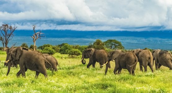 Panoramic view from Great Migration Safari Tour