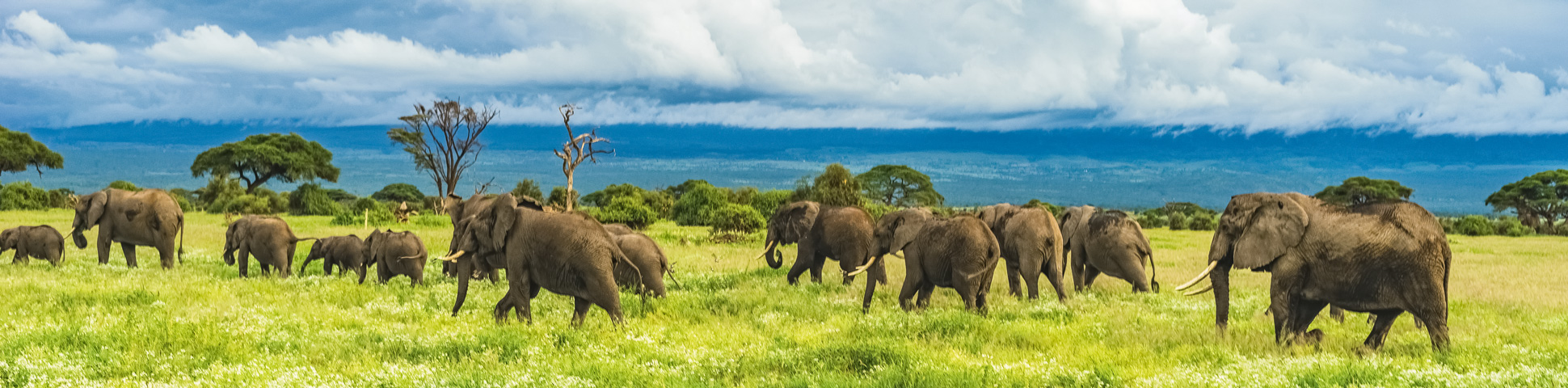 Panoramic view from Great Migration Safari Tour