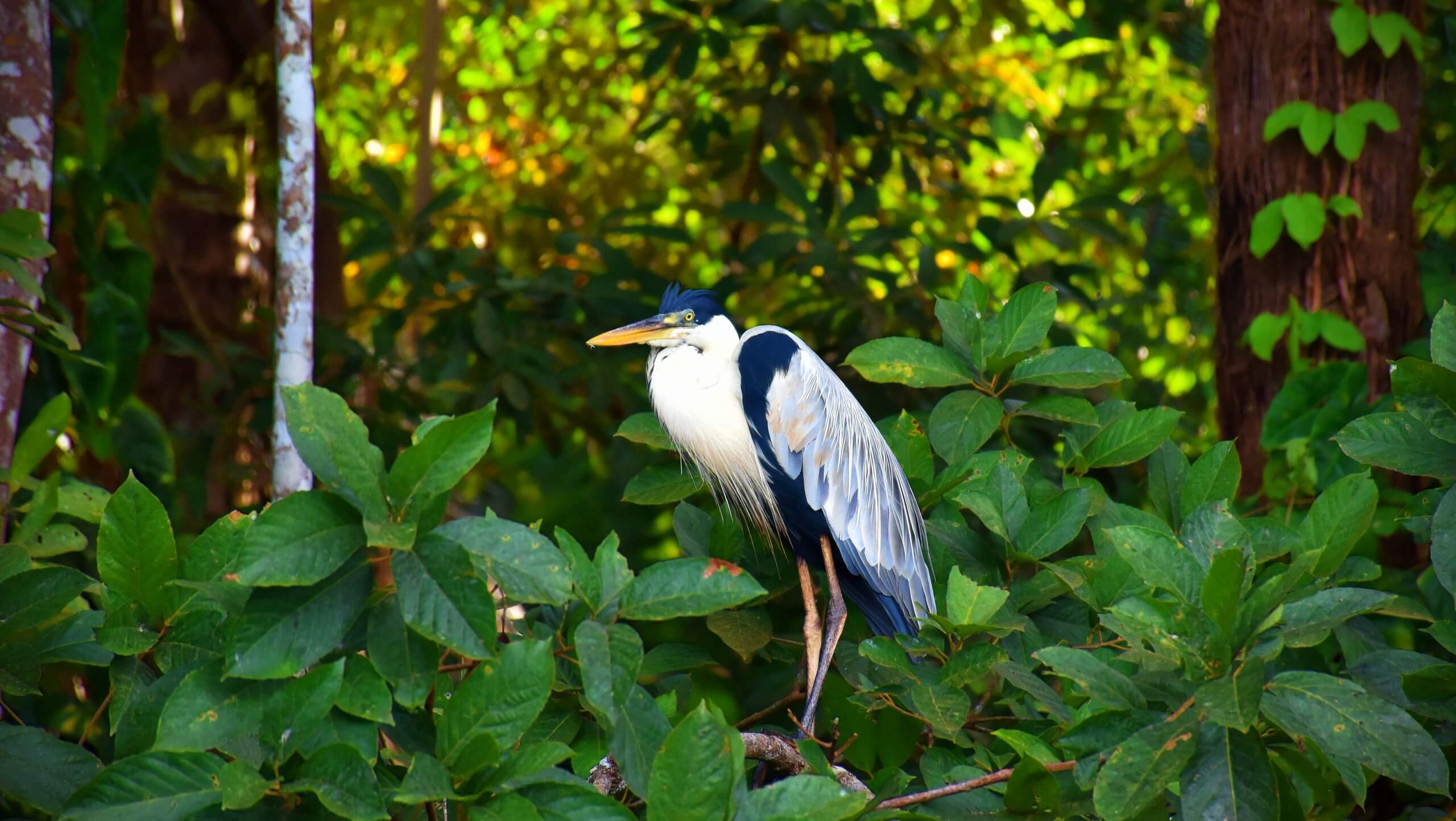 Amazon Birdwatching Expedition