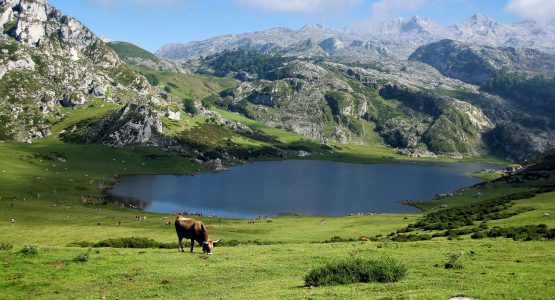 Beautiful meadows in Asturias