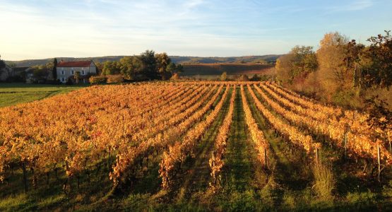 Vineyards during the autumn in Lot (France)