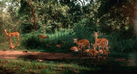 Wildlife in Rwanda