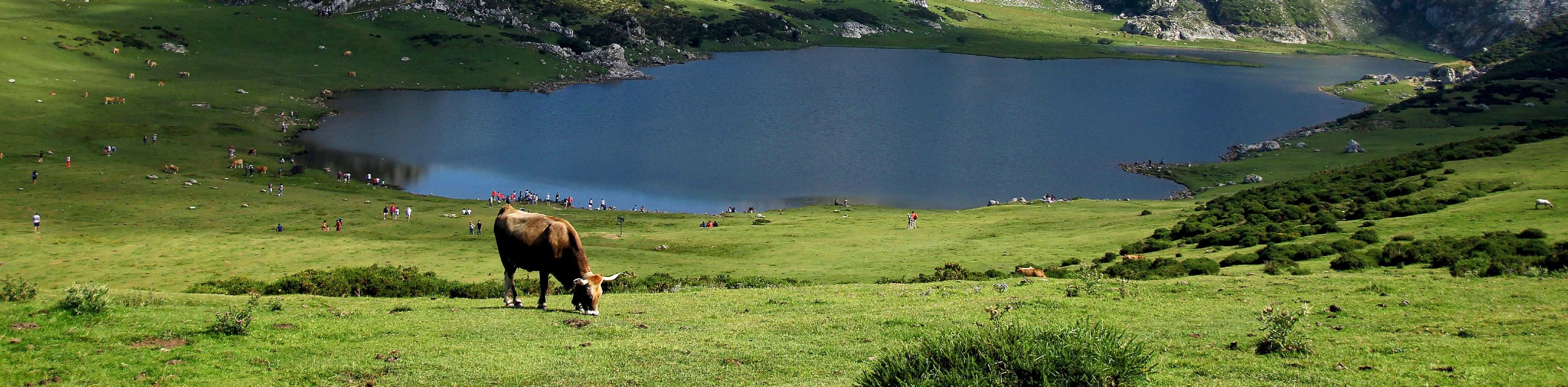 Cow near the lake in Asturias