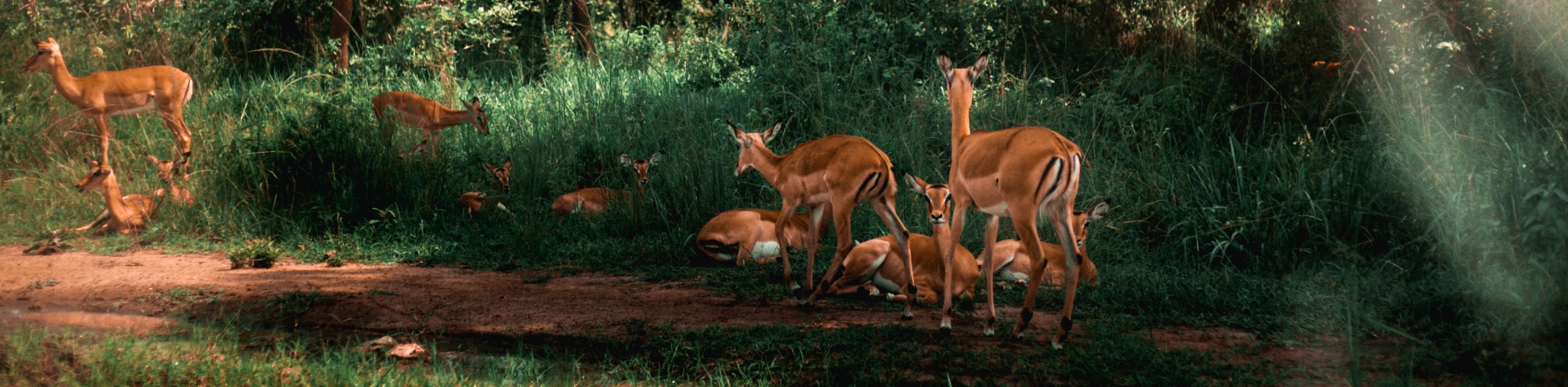 Herd of antelopes in Rwanda