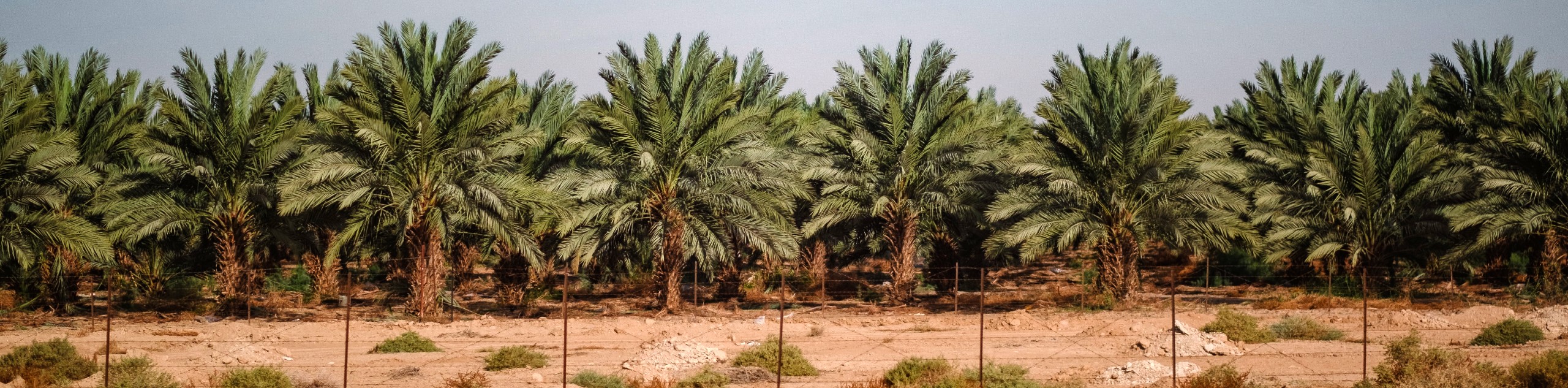 Palm trees at West Bank in Jerusalem