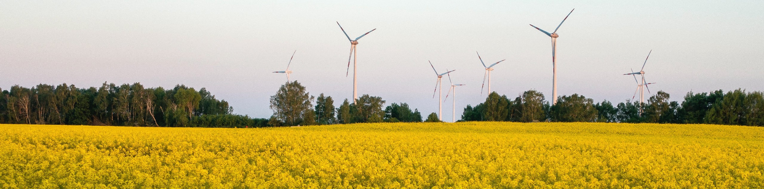 Yellow fields in Brandenburg