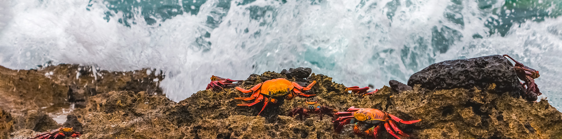 Ecuador: Amazonas to Galapagos Tour
