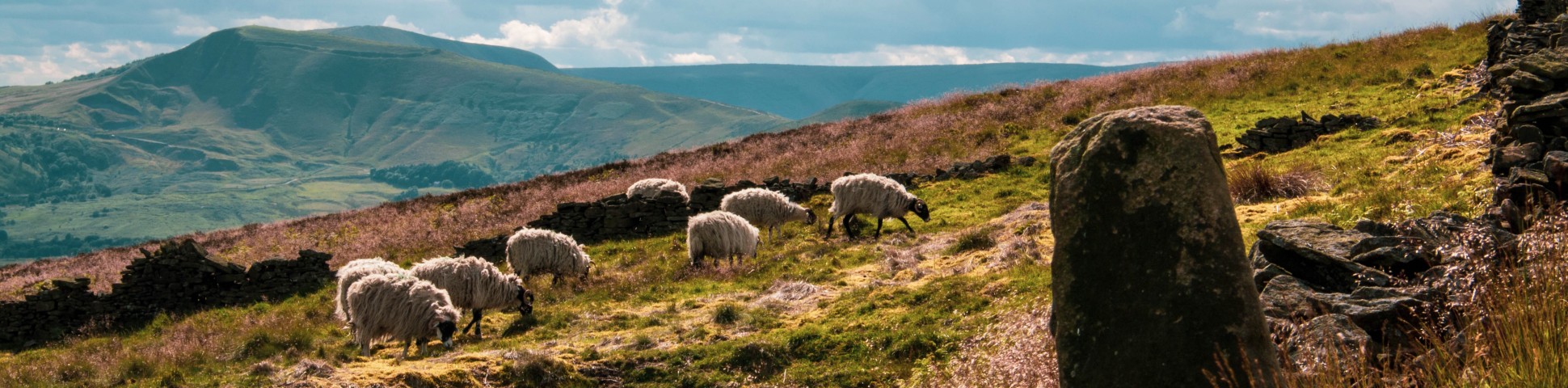 Herd of Sheep in Peak District