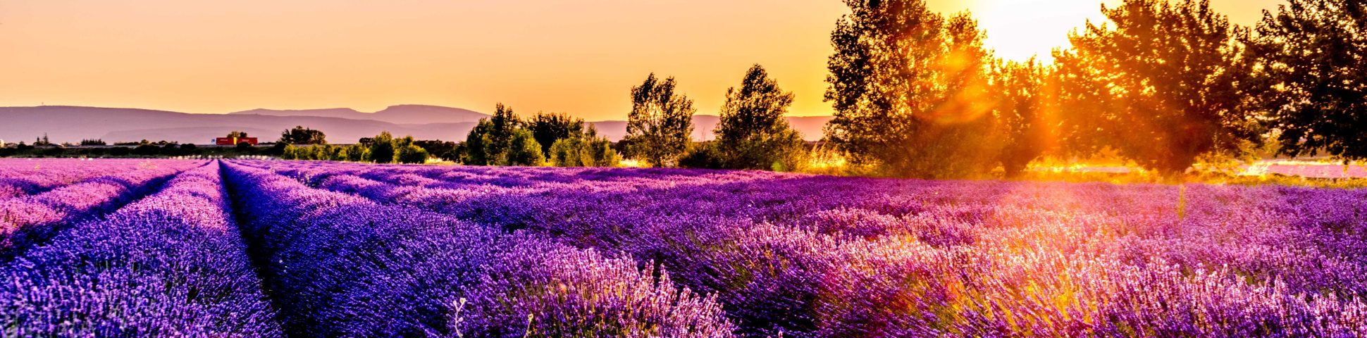 Colorful fields in Southern France