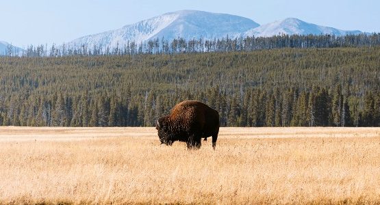 Bison in Yellowstone (Wyoming)