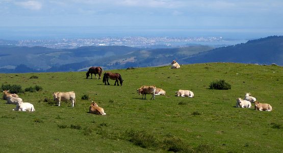 Horses and cows on top of the mountain in Cantabria