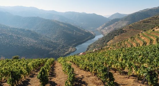 Vineyards along the Douro River in Portugal