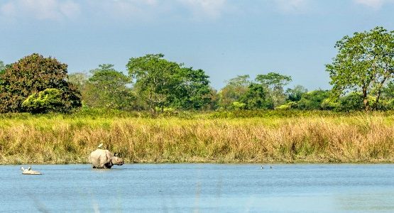 Kaziranga National Park