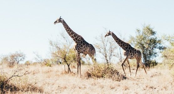 Two giraffes in Kruger National Park