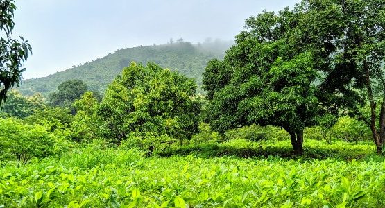 Green fields of Maharashtra in India