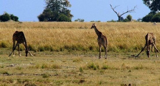 Three funny giraffes eating grass in Okavango-Chobe region in Botswana
