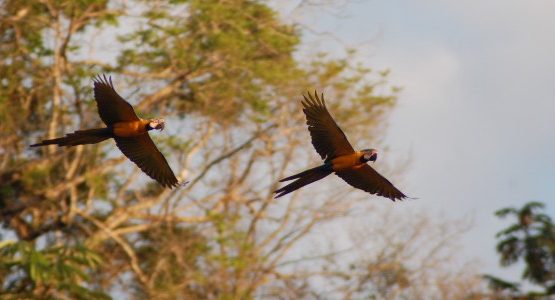 Pascua Tambopata 2011 macaws