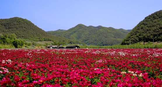 Red flower field in Gyeongsangbuk-do (South Korea)