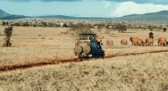 Overland safari and elephants