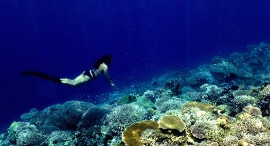 Snorkeling among the colorful corals