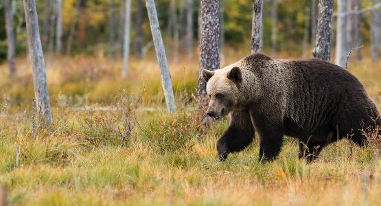 Bear spotted on wildlife watching tour in Canada